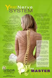 Nerve Chart Pardun Family Chiropractic P C