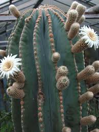 Image result for Pachycarpus lineolatus