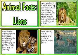 Free Animal Facts Printable Flashcards Or Posters Lion Facts For Kids Fun Facts For Kids Fun Facts About Lions