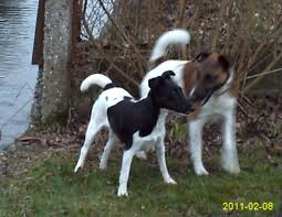 Werden Ruden Ruhiger Wenn Sie Mal An Eine Hundin Durften Hund Welpen Ruede
