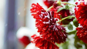 Winter Red Flowers Wallpaper Hd 1080p Winter Flowers Flower Wallpaper Flowers