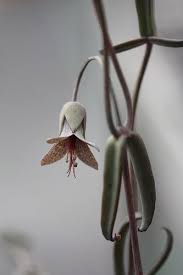 Kalanchoe Beauverdii Beauverd S Widow S Thrill Succulents Network