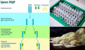 Polymerase chain reaction (pcr) is a technology for exponential amplification of a fragment of dna. Facebook