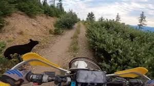 VIDEO: Dirt Biker Collides With Black Bear In Idaho Backcountry
