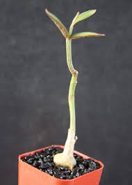 Image result for Monadenium rugosum