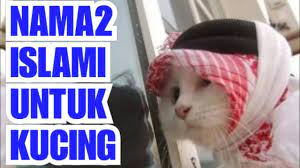 Pertama ada beberapa rekomendasi nama kucing islam jantan. Nama Islami Untuk Kucing Tahun 2020 Youtube
