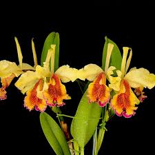 Image result for Cavacoa aurea