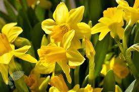 Narcissus Tete A Tete Miscellaneous Daffodil Bulbs Narcissus Tete A Tete Daffodil Bulbs Daffodils Narcissus