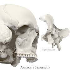 Image result for Sphenoid Bone