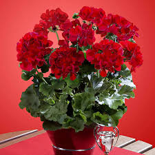 Image result for Pelargonium