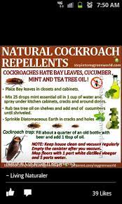 Natural Alternative To Raid Spray And Combat Baits Cockroach Repellent Pest Control Cockroaches