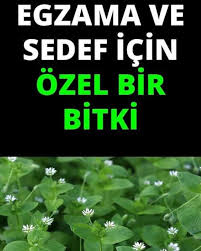 Egzama Ve Sedefe Kusotu Bitkisi Nemli Her Ortamda Yetisen Kusotundan Hazirlanan Lapa Egzama Ve Sedefe Iyi Geliyor Acik Yaralarin Bitki Bilgi Saglik