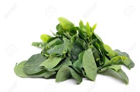 Bab.la is not responsible for their content. Sauropus Androgynus Also Known As Katuk Star Gooseberry Pucuk Stock Photo Picture And Royalty Free Image Image 84792091