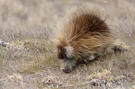 Image result for Toddalia crenulata