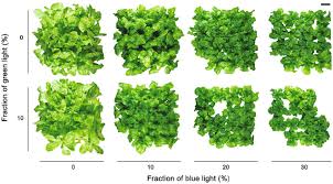 Best led grow light for one plant: 7 Myths Led Grow Light Companies Tell You The Green Sunshine Company