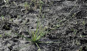 Image result for Schoenoplectiella senegalensis