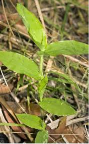 Image result for Arthraxon