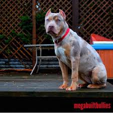Mega Built Bullies Canada Bluenose Pitbulls Canada Xl Bullies Canada Pitbulls Canada Xtreme Bully Pitbulls Meg Cute Funny Animals Pitbull Terrier Cute Dogs