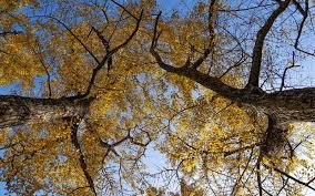 Maybe you would like to learn more about one of these? 25 Types Of Ginkgo Trees Ginkgo Tree Varieties