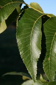 Image result for Carya illinoinensis