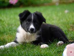 Are Border Collies Good Apartment Dogs Citydogslife