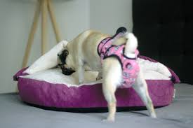 Die läufigkeit bei hündinnen ist meist eine anstrengende zeit. 10 Einfache Tipps Wenn Deine Hundin Laufig Ist Hundelogie