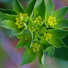 Image result for Lythrum rotundifolium