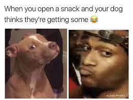 Memebase Doggo Page 4 All Your Memes In Our Base Funny Memes Cheezburger