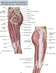 The iliotibial band (itb) is a tendon that runs along the outside of your leg. 10 Muscles Of The Pelvis And Thigh Musculoskeletal Key