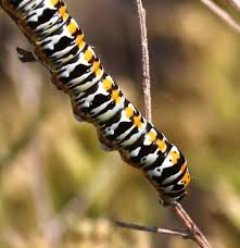 Big Black Caterpillar With Orange Stripes Caterpillar Big White With Black Rings Orange Stripe Cucullia Bugguide Net