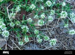 Image result for Spermacoce mauritiana