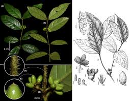 Image result for Monimiaceae