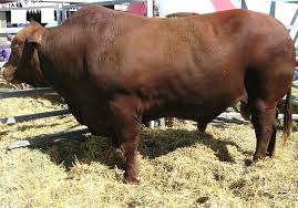 Brahman calves, brahman bulls, pregnant brahman cattle, cows. Santa Gertrudis Cattle Characteristics Uses Full Breed Information