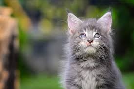A healthy cat's nasal discharge is clear, which you'll see when she has the occasional sneezing fit, says dr. Cat Sneezing Blood What To Do If Your Cat Is Sneezing Blood We Re All About Cats