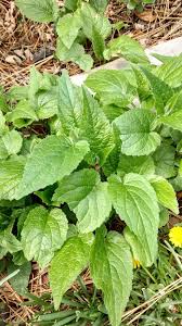 Also, its leaves seem to be more rounded, where lemon balm leaves have more of a pointed tip. Plant Id Forum Weed Identification Garden Org