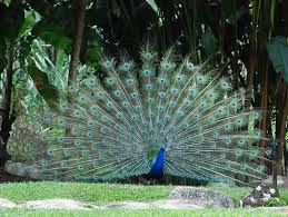 Gambar mewarnai hewan burung by admin posted on june 20 2020 june 22 2020 mewarnaimyid burung adalah hewan yang masuk ke dalam kelas aves menjadi salah satu dari lebih dari 10400 spesies hidup unik yang punya bulu yang merupakan sebuah karakteristik utama yang membedakan burung dari semua hewan lain. Dsc 0136 Burung Merak Hj Esa Md Yunos Flickr