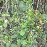 Image result for Secamone alpini