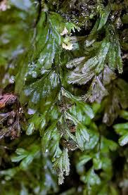 Image result for Hymenophyllum tunbridgense