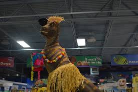 Pets at this store store details. Pets Plus Natural 42 Photos 20 Reviews Pet Stores 1321 Fairview Blvd Delran Nj Phone Number