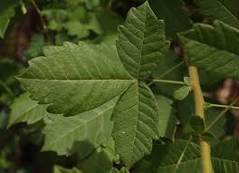 Image result for Searsia dentata