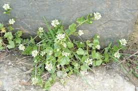 Image result for Schizocarphus