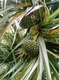 Image result for Pandanus utilis