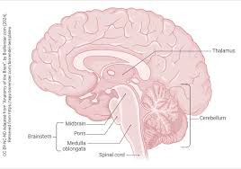 Image result for Midbrain