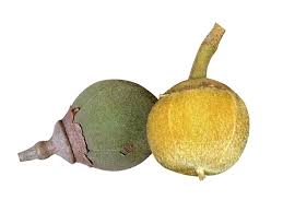 Image result for Thespesia garckeana