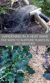 Gardening In A Heat Wave Five Ways To Nurture Plants In Hot Weather Abundant City Organic Vegetable Garden Hydroponic Gardening Organic Gardening Tips