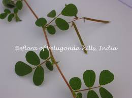 Image result for Indigofera sp.nov. aff. I chimanimaniensis