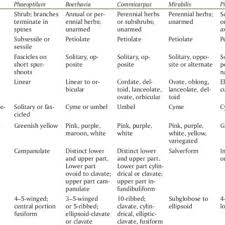 Image result for Phaeoptilum spinosum