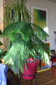 Often given to be used as a small christmas tree, these wonderful little trees can brighten your home long after the holidays end. Peach The Norfolk Island Pine Good To Grow
