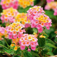 The best plants for hanging baskets are tender perennials and annuals that have been bred to flower for a long time, providing a splash of. How To Create A Hanging Basket Display New Zealand Handyman Magazine