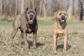 Hey guys, are you looking for tough and strong male and female dog names for pitbulls tough dog names are not that who messed up things, some dogs are funny and softies. 500 Tough Dog Names For Your Fierce Puppy K9 Web